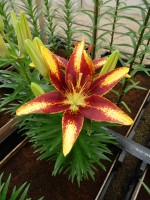 [5035 Tiny Sensation No01.JPG]